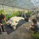 Sophie (Quinn) Phillips and Rusty Knowler (Sawbones engineer) create a 3D scan of the gray whale skull. (Taylor Umetsu photo)