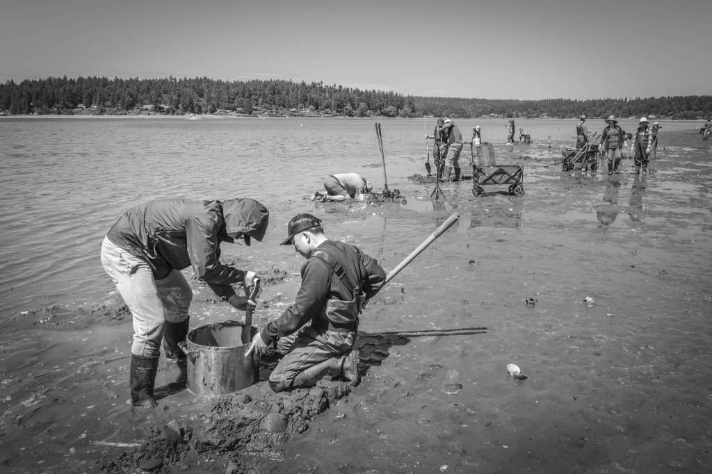 A group of visitors to Vashon Island gathers clams at an extreme low tide on the beach near Raabs Lagoon. (Terry Donnelly photo)