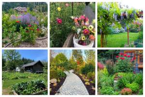 Verdant spaces located on this years Garden Tour include (clockwise from bottom left) Littlest Bird Farm; BrambleByrne; Aeggys Farm; Madrona Meadows; the garden of Mary Liz Austin; and the garden of Dustin Schulte and Alan Rose. (Courtesy photo)