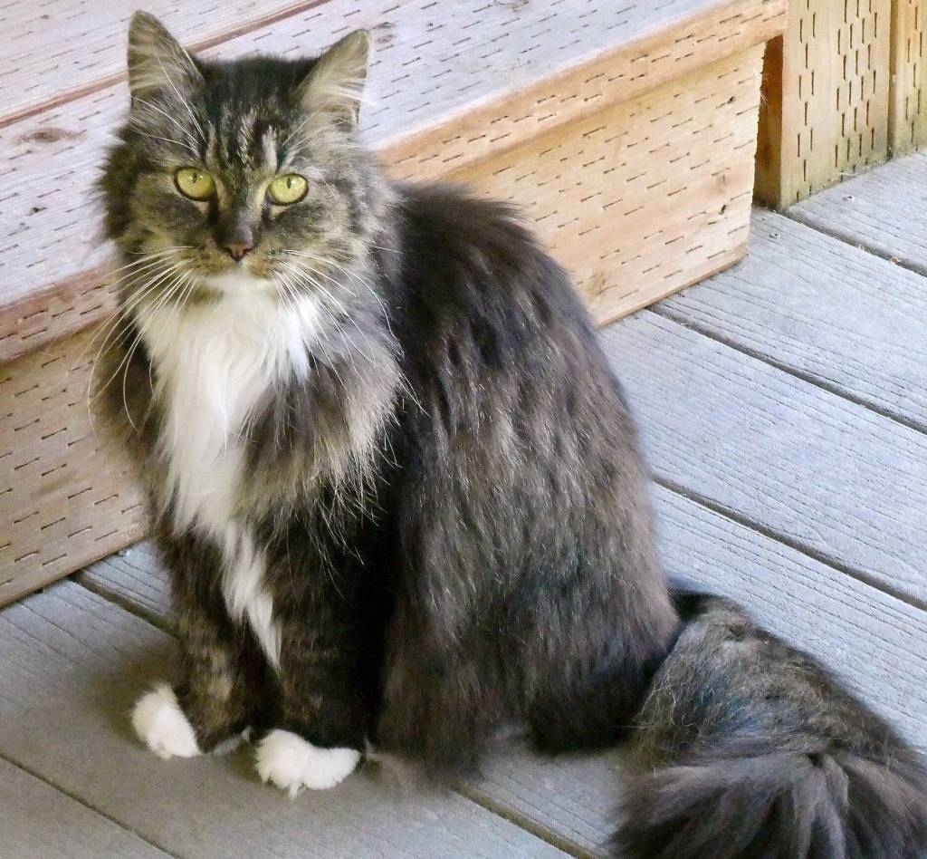 Sheila is one of the cats formerly owned by Ron Radzai now awaiting adoption at Vashon Island Pet Protectors. (Courtesy photo)