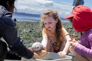 Taylor Umetsu, research and programs associate with the Vashon Nature Center, hands 4-year-old Ophelia Hoetger a moon snail. Ophelia was one of many kids on Saturday discovering the kinds of sea life that thrive in the intertidal zone. (Alex Bruell photo)