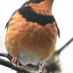 This varied thrush, spotted during this years Christmas Bird Count, is one of many kinds of birds you can find on Vashon. Seasoned birder Michael Tracy will lead a bird walk at 9 a.m., Saturday, July 19, open to anyone interested in learning more about the islands birds. (Jim Diers photo)