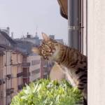 CatVideoFest 2025, a nationally-touring program of eye-popping cat videos, will be screened on Aug. 3 at Vashon Theatre. (Courtesy photo)