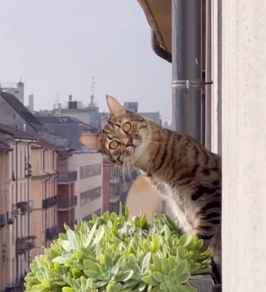 CatVideoFest 2025, a nationally-touring program of eye-popping cat videos, will be screened on Aug. 3 at Vashon Theatre. (Courtesy photo)