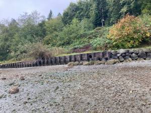 The county will remove 400 feet of bulkhead from a stretch of beach just north of Lost Lake on the southern end of Vashon. (King County Photo)