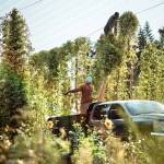 Cory OCotter of Sweet Alyssum goes up high to cut down hop vines. (Colin Macintosh Photo)