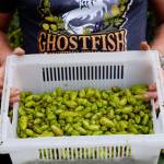 Colin Macintosh Photo
Perishable hops from Sweet Alyssum Farms travelled fewer than 20 miles to be brewed into beer in Seattle.