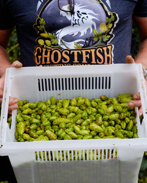 Colin Macintosh Photo
Perishable hops from Sweet Alyssum Farms travelled fewer than 20 miles to be brewed into beer in Seattle.