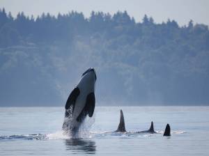 A J Pod orca spyhops beside Notch J47 and other family members near Point Robinson. Local photographer Sherry Lee Bottoms called her experience of seeing the pod a very touching experience, especially since it was the first time she had seen them at Point Robinson. It makes me want to do as much as I can to restore the fish runs, she said. (Sherry Lee Bottoms Photo)