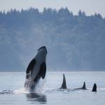 A J Pod orca breaches beside Notch J47 and other family members near Point Robinson. Local photographer Sherry Lee Bottoms called her experience of seeing the pod a very touching experience, especially since it was the first time she had seen them at Point Robinson. It makes me want to do as much as I can to restore the fish runs, she said. (Sherry Lee Bottoms Photo)