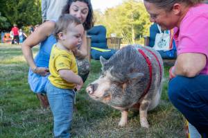 One-year-old Kash Freeman and his mother Selena Ligrano met Elvis Pigsley, a pig brought to VIGAs 2024 Harvest Party by Emerald City Pet Rescues Amanda Bowser (right). This years party will take place Saturday, Oct. 18, at Farmstad. (Alex Bruell Photo)
One-year-old Kash Freeman and his mother Selena Ligrano met Elvis Pigsley, a pig brought to VIGAs 2024 Harvest Party by Emerald City Pet Rescues Amanda Bowser (right). This years party will take place Saturday, Oct. 18, at Farmstad. (Alex Bruell Photo)