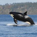 A superpod of Southern Resident orca whales visited the waters around Vashon on Sunday. (Jim Diers Photo)