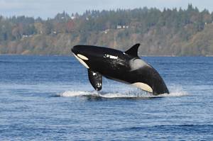 Jim Diers Photo
A superpod of Southern Resident orca whales visited the waters around Vashon on Sunday.