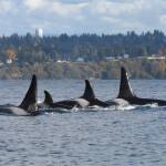 Jim Diers Photo
Family ties, right to left: son Pooka (L106); matriarch Surprise! (L86); daughter Element (L125) and male Finn (L116), the grandson of matriarch Nugget (L55), who is the sister of Surprise.