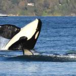 Jim Diers Photo
Midnight (L110), identifiable by an old lower lip injury he sustained as a youngster, on Nov. 2. (Jim Diers Photo)