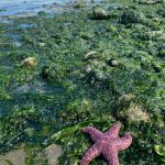 A sea star stands out in the tide at KVI Beach. (Ray Pfortner Photo)