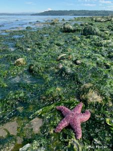 A sea star stands out in the tide at KVI Beach. (Ray Pfortner Photo)