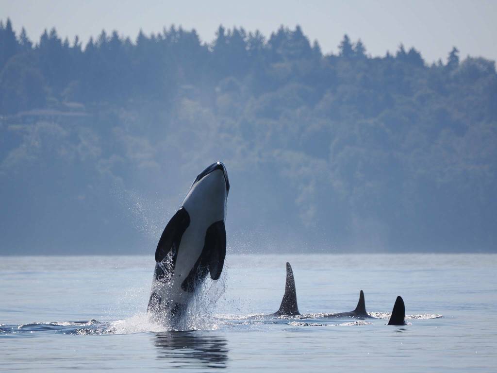 September: A J Pod orca breaches beside Notch J47 and other family members near Point Robinson. Local photographer Sherry Lee Bottoms called her experience of seeing the pod a very touching experience, especially since it was the first time she had seen them at Point Robinson. It makes me want to do as much as I can to restore the fish runs, she said. (Sherry Lee Bottoms Photo)