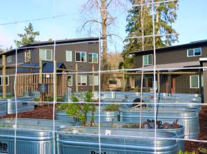 The community garden at Island Center Homes (Aspen Anderson Photo)