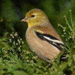 American goldfinch. (Jim Diers Photo)