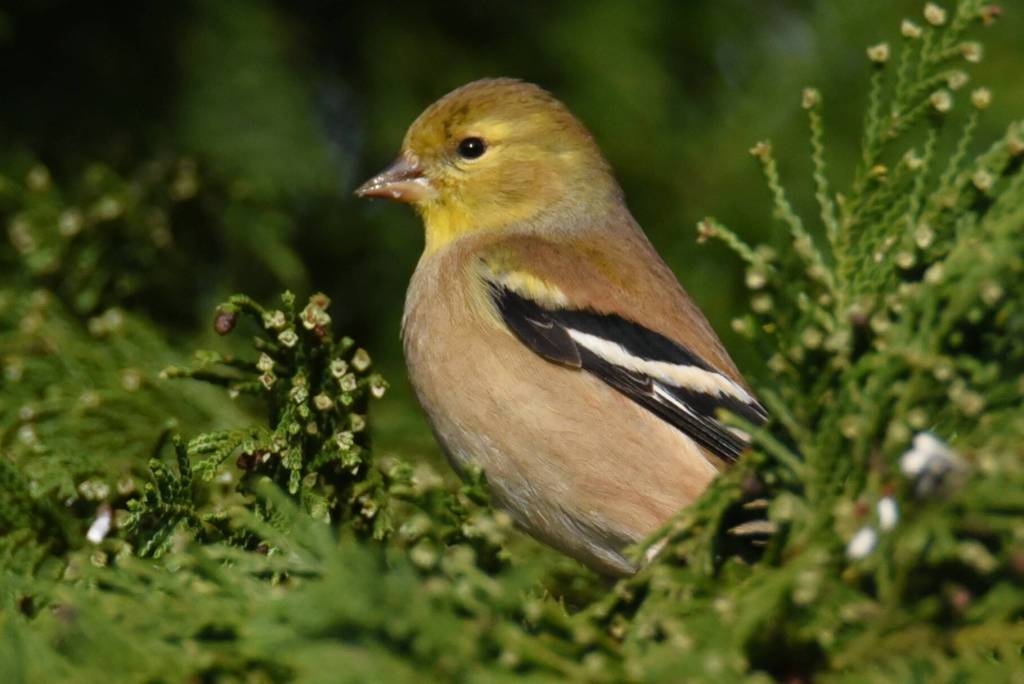 American goldfinch. (Jim Diers Photo)