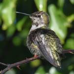 Annas hummingbird. (Jim Diers Photo)
