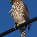 Coopers hawk. (Jim Diers Photo)