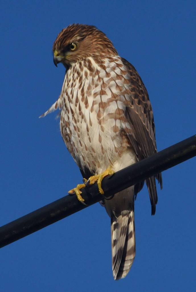 Coopers hawk. (Jim Diers Photo)