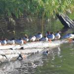 Red-breasted Mergansers at the mouth of Judd Creek. (Jim Diers Photo)