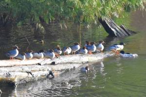 Red-breasted Mergansers at the mouth of Judd Creek. (Jim Diers Photo)