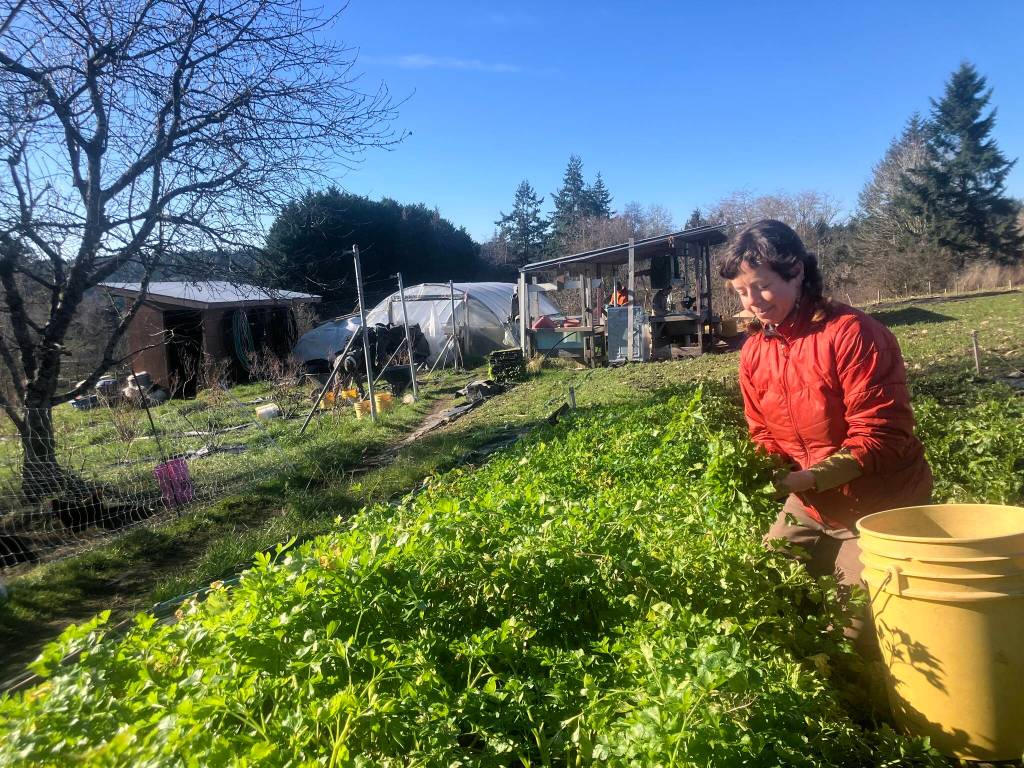 Olivia Mancl harvesting parsley. (Leslie Brown Photo)