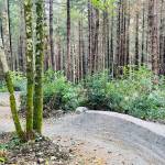 The 0.31-mile BTG (Bridging the Gap) trail winds through Dockton Forest, offering a forked line designed for riders of multiple skill levels. (Courtesy Photo)