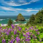 Wild Northwest Beauty Photo. (PSCCU). (Courtesy Photo)