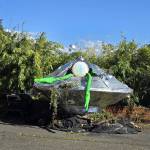 A prop alien climbs out of the UFO that was displayed at the Strawberry Festival on Vashon Island. (Matt Beursken Photo)