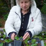 Peg Staeheli on her land with propagating wild ginger and on a forested hillside. (Terry Donnelly Photo)