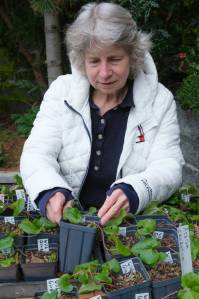 Peg Staeheli on her land with propagating wild ginger and on a forested hillside. (Terry Donnelly Photo)