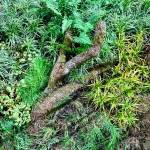 A fallen limb is woven into a matrix of sedges and ferns, highlighting the diversity of sedges in color, shape, and scale. (Courtesy Photo)