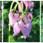 From left: camas (Camassia quamash), Pacific bleeding heart (Dicentra formosa) and native columbine (Aquilegia formosa). (Courtesy Photos)