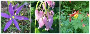 From left: camas (Camassia quamash), Pacific bleeding heart (Dicentra formosa) and native columbine (Aquilegia formosa). (Courtesy Photos)