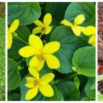 From left: oxalis groundcover (Oxalis oregana), yellow stream violet (Viola glabella) and pink fawn lily (Erythronium revolutum). (Courtesy Photos)