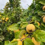 Aromatnaya quince in the Dr. Bob Norton Memorial Orchard in October 2025. (Courtesy Photo)