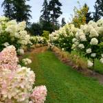 The hydrangea walk  Cindys current favorite part of the garden in full bloom. (Courtesy Photo)