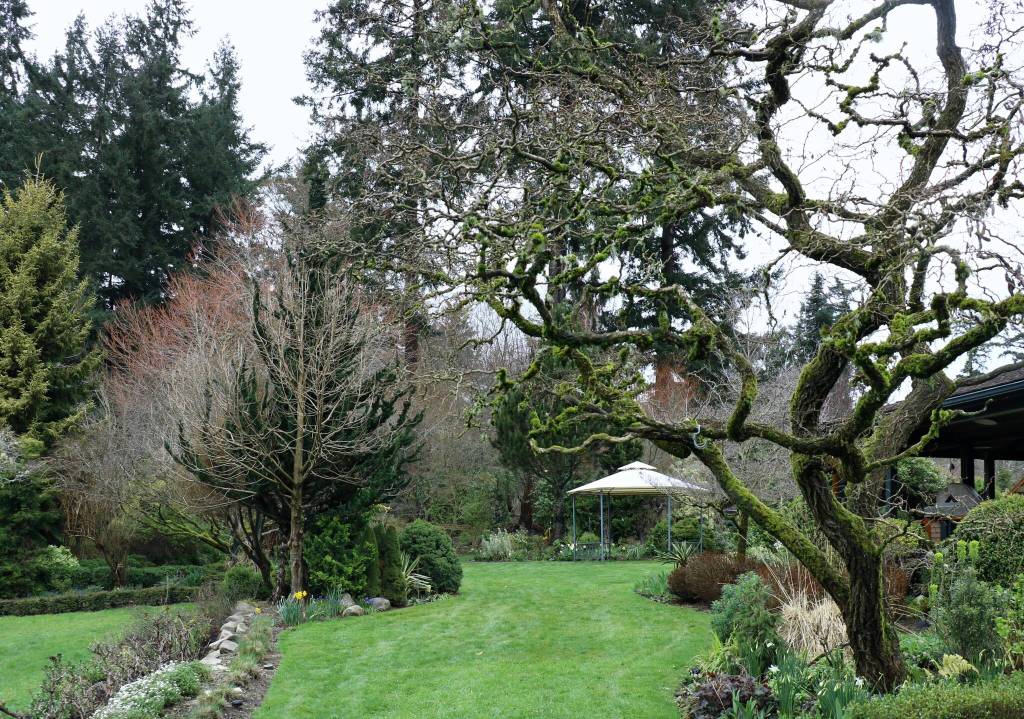 A black honey locust tree hangs over a grassy corridor near the Stocketts home on a mid-March day. (Scarlet Hansen Photo)
