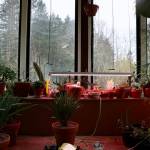 A variety of plants and succulents enjoy the warm air in Froggsong Gardens conservatory. (Scarlet Hansen Photo)