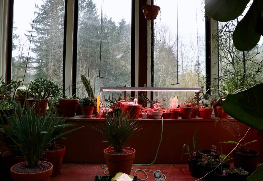 A variety of plants and succulents enjoy the warm air in Froggsong Gardens conservatory. (Scarlet Hansen Photo)