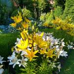 Yellow and white lillies in July. (Courtesy Photo)