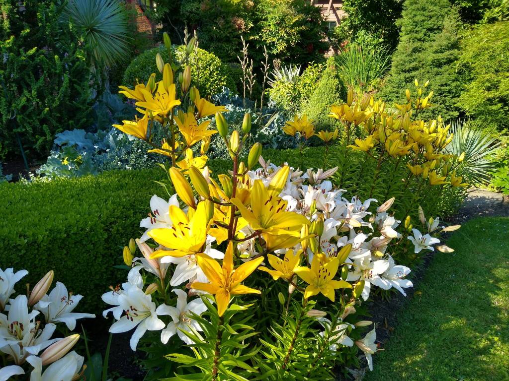 Yellow and white lillies in July. (Courtesy Photo)