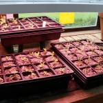 White scabiosas, leonitises and salvia plumosas grow under a heat lamp in Froggsong Gardens conservatory. (Scarlet Hansen Photo)