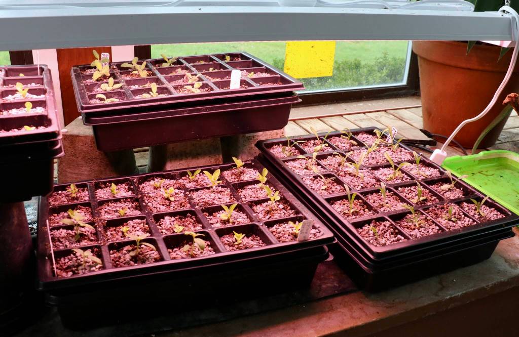 White scabiosas, leonitises and salvia plumosas grow under a heat lamp in Froggsong Gardens conservatory. (Scarlet Hansen Photo)