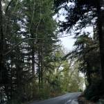 Western hemlock trees surround SW Luana Beach Road at the North Maury Wildlands. (Scarlet Hansen Photo)